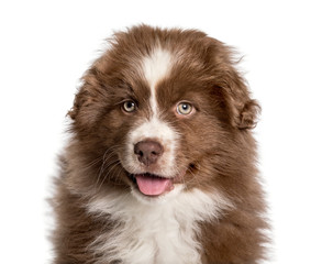 Panting puppy Australian Shepherd, 2 months, looking at camera against white background