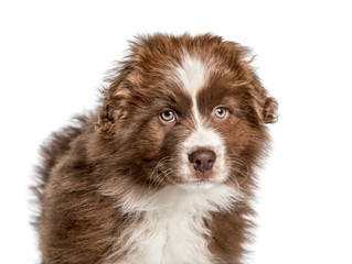 Australian Shepherd , 2 months, looking at camera against white