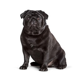 Fototapeta premium Carlin sitting against white background, pug