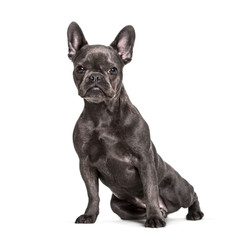 French Bulldog , 6 months, sitting against white background