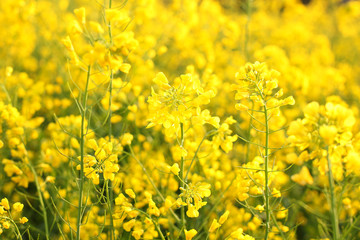 Scenic rural landscape with yellow rape, rapeseed or canola field. Rapeseed field, Blooming canola flowers close up. Rape on the field in summer. Bright Yellow rapeseed oil. Flowering rapeseed