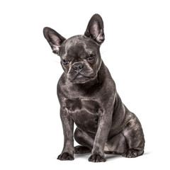French Bulldog , 6 months, sitting against white background