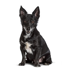 Mixed-breed , Jack Russell, sitting against white background