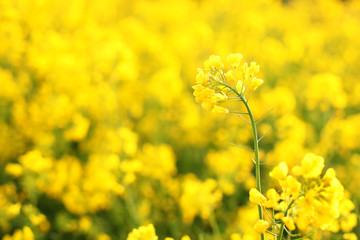 Macro photo of wildflowers. Bright yellow flowers in the morning close up. Natural summer floral background. Beautiful yellow flowers.  Rays of the setting sun on yellow flowers- meadow flowers