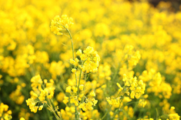 Macro photo of wildflowers. Bright yellow flowers in the morning close up. Natural summer floral background. Beautiful yellow flowers.  Rays of the setting sun on yellow flowers- meadow flowers