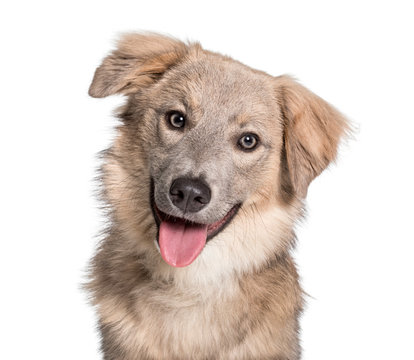 Panting Mixed-breed looking at camera against white background