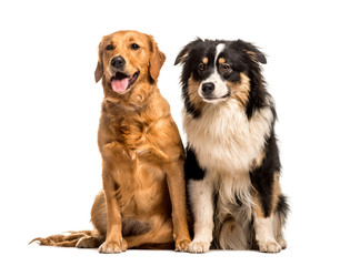 Fototapeta premium Golden Retriever & Australian Shepherd sitting against white bac
