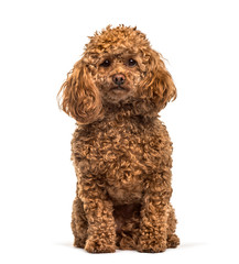 Poodle sitting against white background