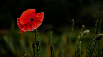 Obraz premium In the sunlight, a beautiful creation.After the rain, droplets on the poppy petals.Textured, close-up poppy freshness.Dew on poppy buds and petals.Attractive, bright, red color.