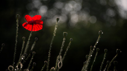 In the sunlight, a beautiful creation.After the rain, droplets on the poppy petals.Textured,...