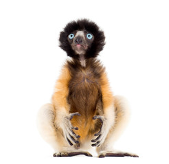 Fototapeta premium 4 months old baby Crowned Sifaka sitting against white