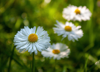 Obraz premium White flowers of daisies in a green meadow illuminated by the setting sun.