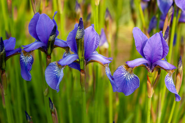 Natural background of blue-violet flowers and stalks of Siberian Iris.