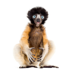 4 months old baby Crowned Sifaka sitting against white © Eric Isselée