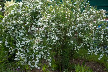 Fototapeta premium White spirea bush, covered with flowers, in the spring garden. Could be the background.