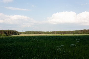 Obraz premium Spring landscape with green field, forest, contrast of light and shadow in the rays of the setting sun.
