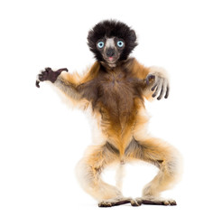Fototapeta premium 4 months old baby Crowned Sifaka standing against white