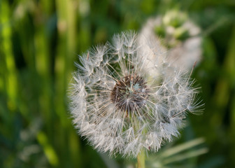 Fluffy dandelion, which is about to fly around, on a green background.