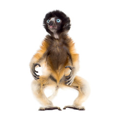 4 months old baby Crowned Sifaka standing against white
