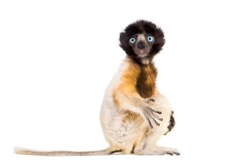 4 months old baby Crowned Sifaka sitting against white