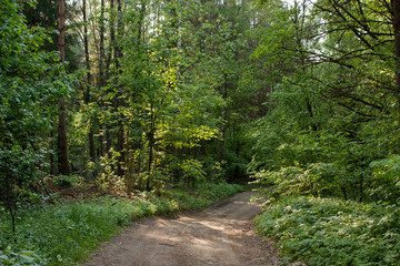 Spring green forest in the rays of the setting sun and the forest road separating it.
