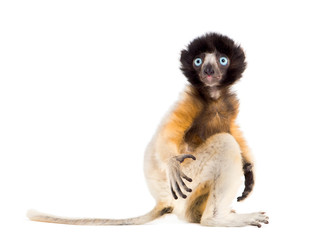 4 months old baby Crowned Sifaka sitting against white - obrazy, fototapety, plakaty