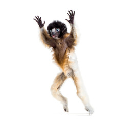 4 months old baby Crowned Sifaka jumping against white