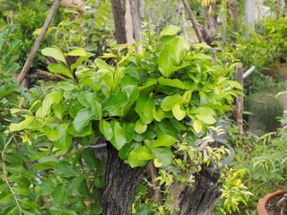 Close-up green leaves of Ebony bonsai with green garden background.