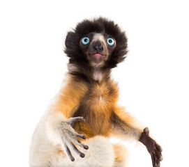 Close-up of 4 months old baby Crowned Sifaka