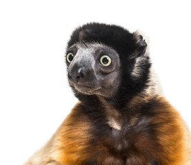Crowned Sifaka against white background