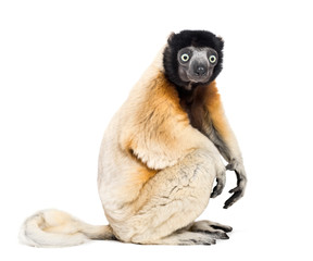 Crowned Sifaka sitting against white background