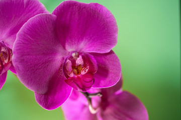 Orchid on green background