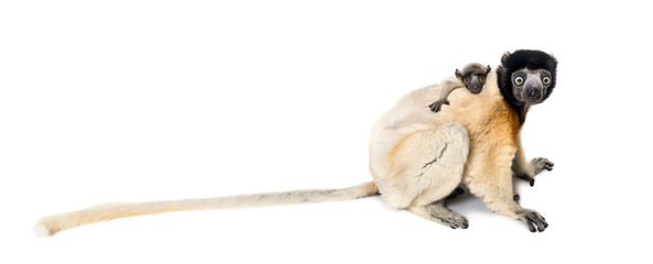 Mother Crowned Sifaka and her two months old baby sitting © Eric Isselée