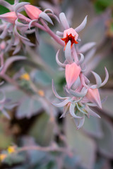 Desert cacti and succulents closeup color and black and white