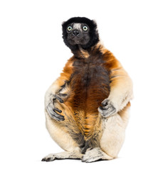 Crowned Sifaka sitting against white background