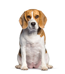 Beagle sitting against white background