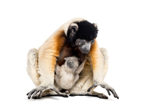 Mother Crowned Sifaka and her two months old baby sitting