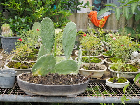 Beautiful Tuna cactus (Opuntia) in flower pot decorate in green garden background. other names prickly pear, nopal, paddle, plural.