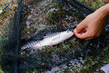 Freshwater fish on green grass.