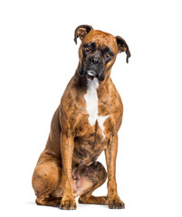 boxer sitting against white background