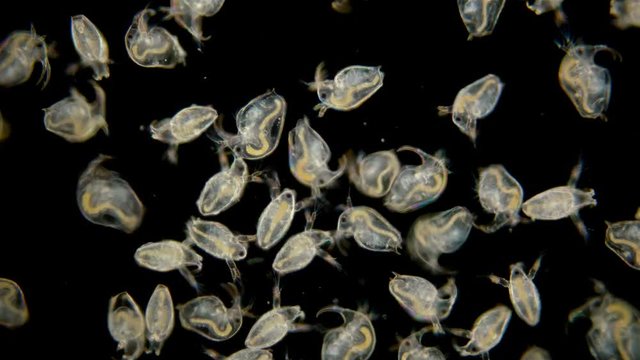 Bosmina water flea under the microscope, the chaotic movement of a colony of Bosmina plankton crustaceans, they are easily recognized by the antennulae resembling a beak, is a planktonic organism