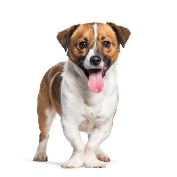 Panting Mixed-breed dog standing against white background