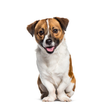 Panting Mixed-breed dog sitting against white background