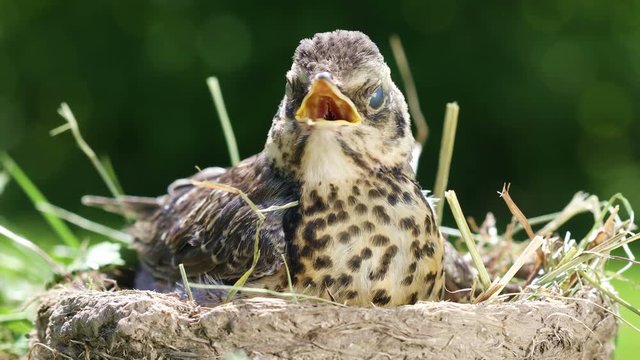 Nestling thrush fieldfare sitting in a nest on the background of the surrounding nature