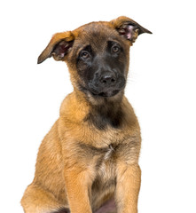 Malinois looking at camera against white background