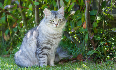 Naklejka na ściany i meble Adorable long haired cat of siberian breed in relax outdoor. Purebred feline of livestock
