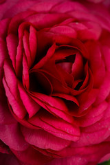 Bright red Ranunculus - member of the Ranunculacae family - spring garden flower close up photograph
