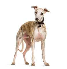 Sighthound dog standing against white background