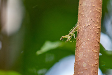 beetle on a green leaf