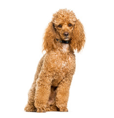 Poodle dog sitting against white background